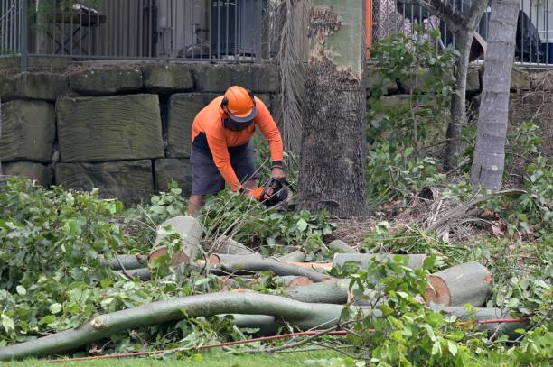 Best Tree Clearing Services  in USA